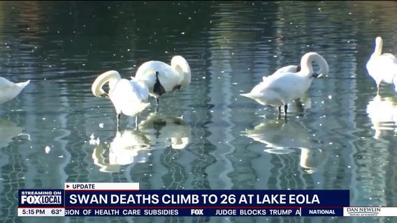 Swan deaths rise at Lake Eola as bird flu takes toll