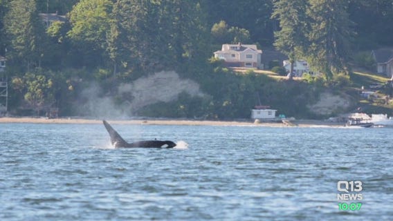 Concerns over how close boaters got to orcas in South Sound