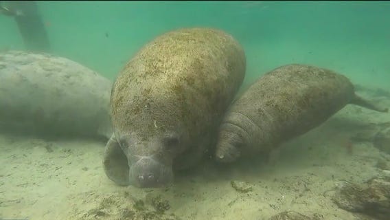 Swimming with manatees in Crystal River