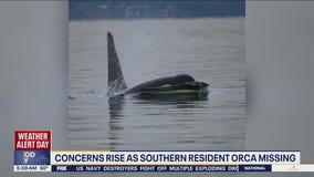 Concerns rise as Southern Resident orca is reported missing in WA