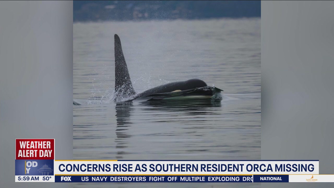 Concerns rise as Southern Resident orca is reported missing in WA