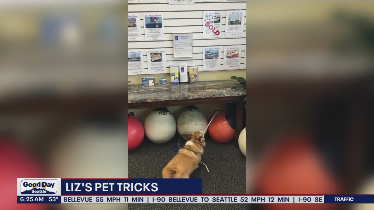 Liz's Pet Tricks for July 14, Thursday