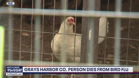 Grays Harbor County resident dies from new bird flu strain