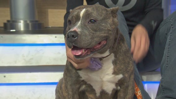 Pet Project: Cardi D from Best Friends Animal Society