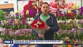 How to keep your roses looking great after Valentine's Day