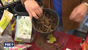 Take the confusion out of March gardening - what you can plant right now (and what to avoid)