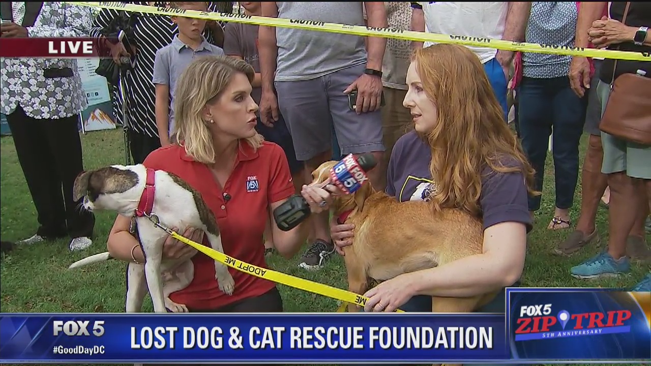 Falls Church | Zip Trip: Lost Dog and Cat Rescue Foundation