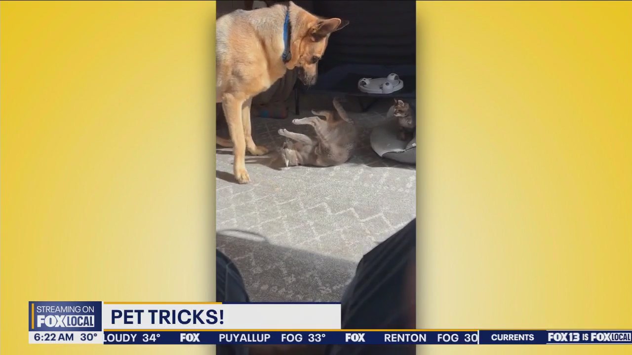 Pet Tricks for Wednesday, December 4