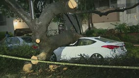 Tree falls and destroys car, blocks road in LA's Palms neighborhood