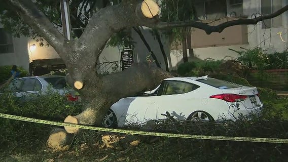 Tree falls and destroys car, blocks road in LA's Palms neighborhood