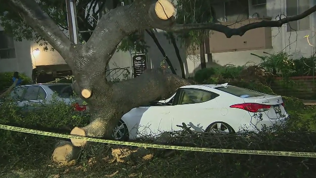 Tree falls and destroys car, blocks road in LA's Palms neighborhood