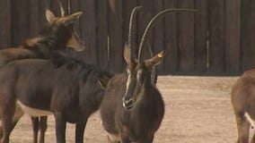 Wildlife World Zoo: Leopard cub, baby sable antelope