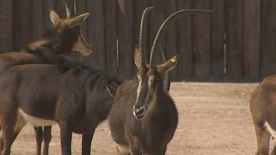 Wildlife World Zoo: Leopard cub, baby sable antelope