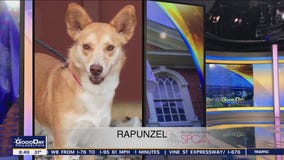 FurEver Home: December 4, 2022