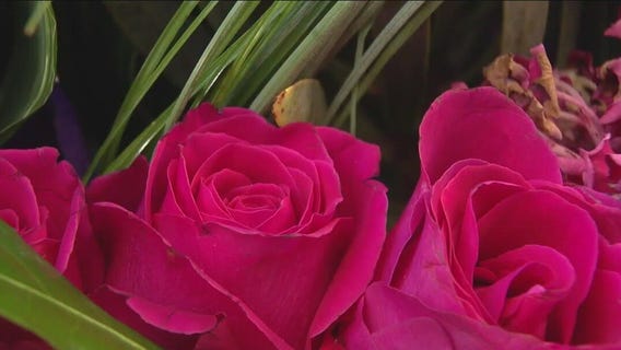 Tempe Blooms transforms Mill Ave to floral wonderland