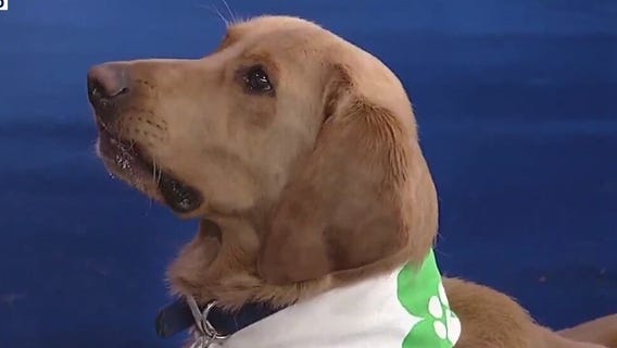 Meet Tater: Our Pet of the Day