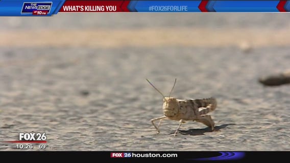 What's Killing You? - deaths of insects in ecosystem