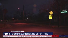 Dog dies after being set on fire in Maryland