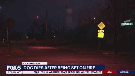 Dog dies after being set on fire in Maryland
