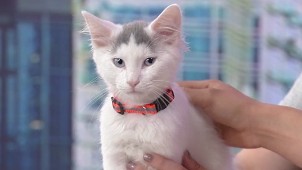 Meet Russell: Our Pet of the Day