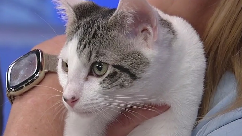 Meet Dodger and Bette: Our Pets of the Day