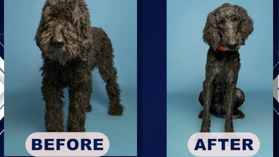 Rescued Goldendoodles thriving after Phoenix investigation