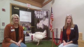 Pardoned MN turkeys: Where are they now?
