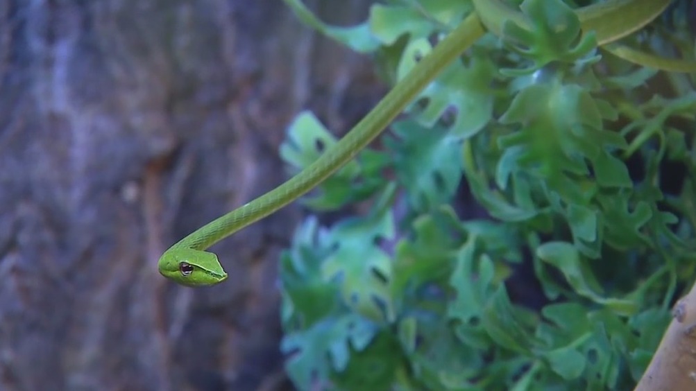 Fascinating snakes at the Wildlife World Zoo