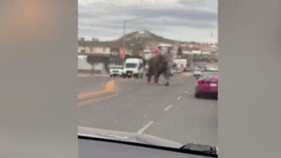 Elephant escapes circus, stops traffic