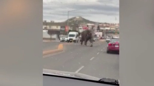 Elephant escapes circus, stops traffic