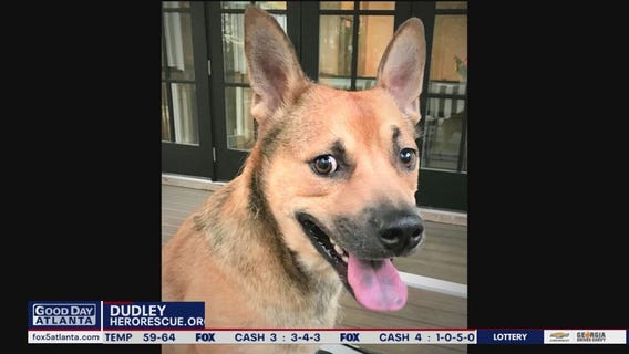 Pets of the Day from Hero Dog Rescue