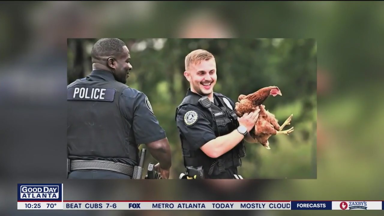 Runaway chicken leads police on a chase
