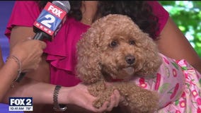 The Godfrey Hotel hosts "Bark & Bubbly" brunch for people and pets