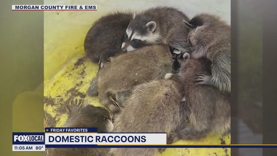 Houston rain chances, domestic racoons and cow cuddling | Forecasting With Friends