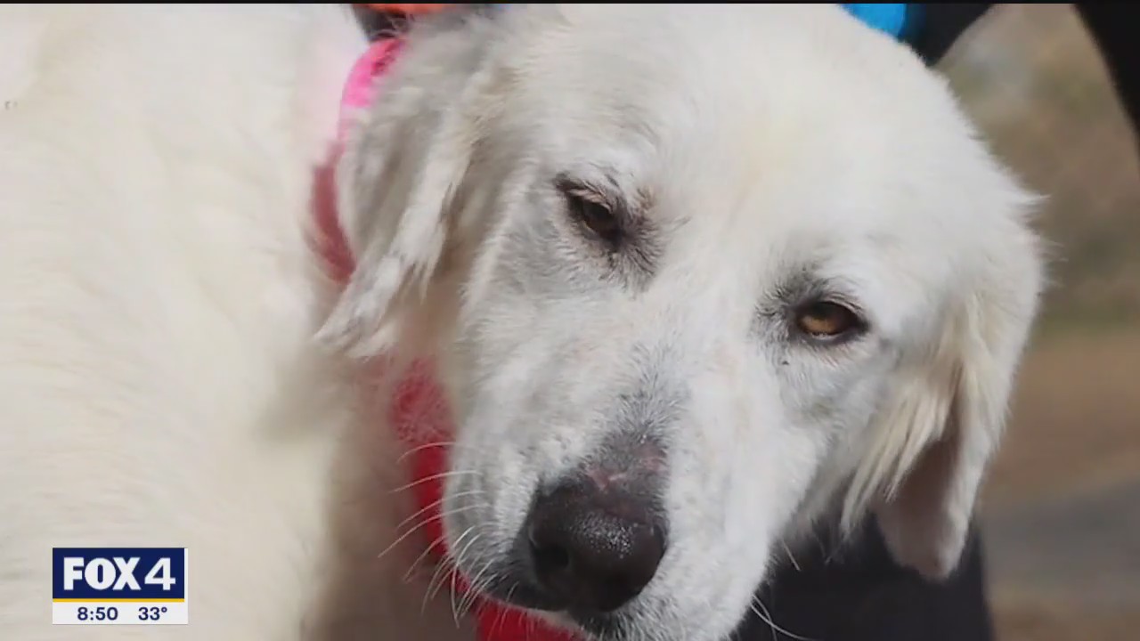 Pet of the Day: Cindy