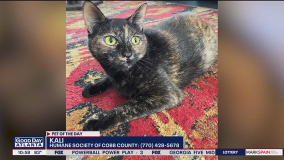 Pet of the Day from the Humane Society of Cobb County