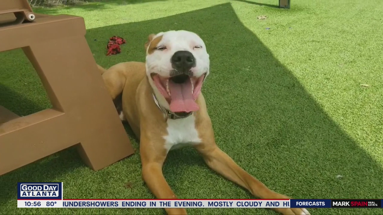 Pet of the Day: July 8, 2020