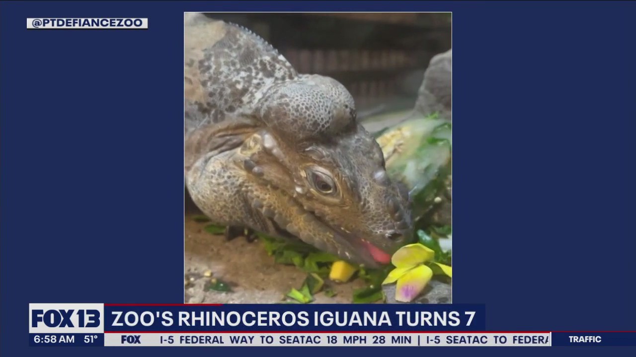 Zoo's rhinoceros iguana turns 7