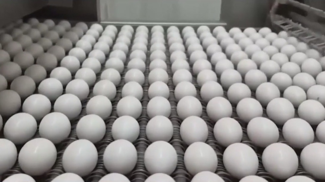 Bird flu outbreak affecting egg prices
