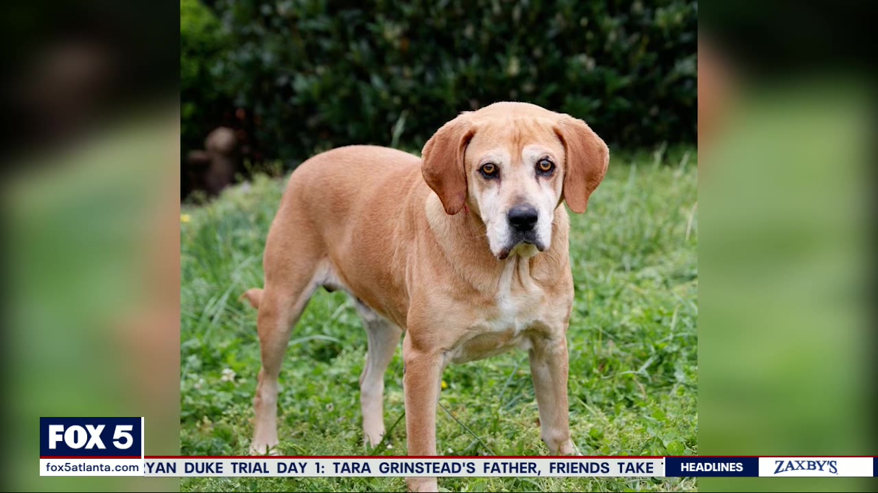 Pet Of The Day from FurKids