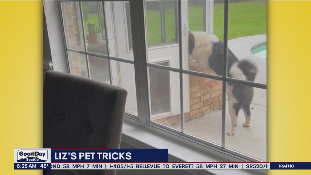 Liz's Pet Tricks for Thursday, October 20