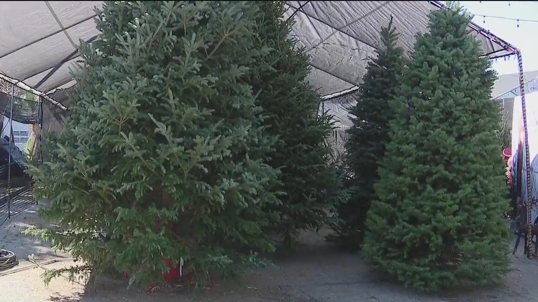 Tips on how to pick the perfect Christmas tree | FOX 13 Tampa Bay