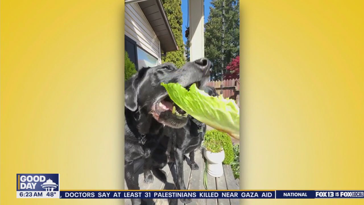 Pet Tricks for Monday, June 2