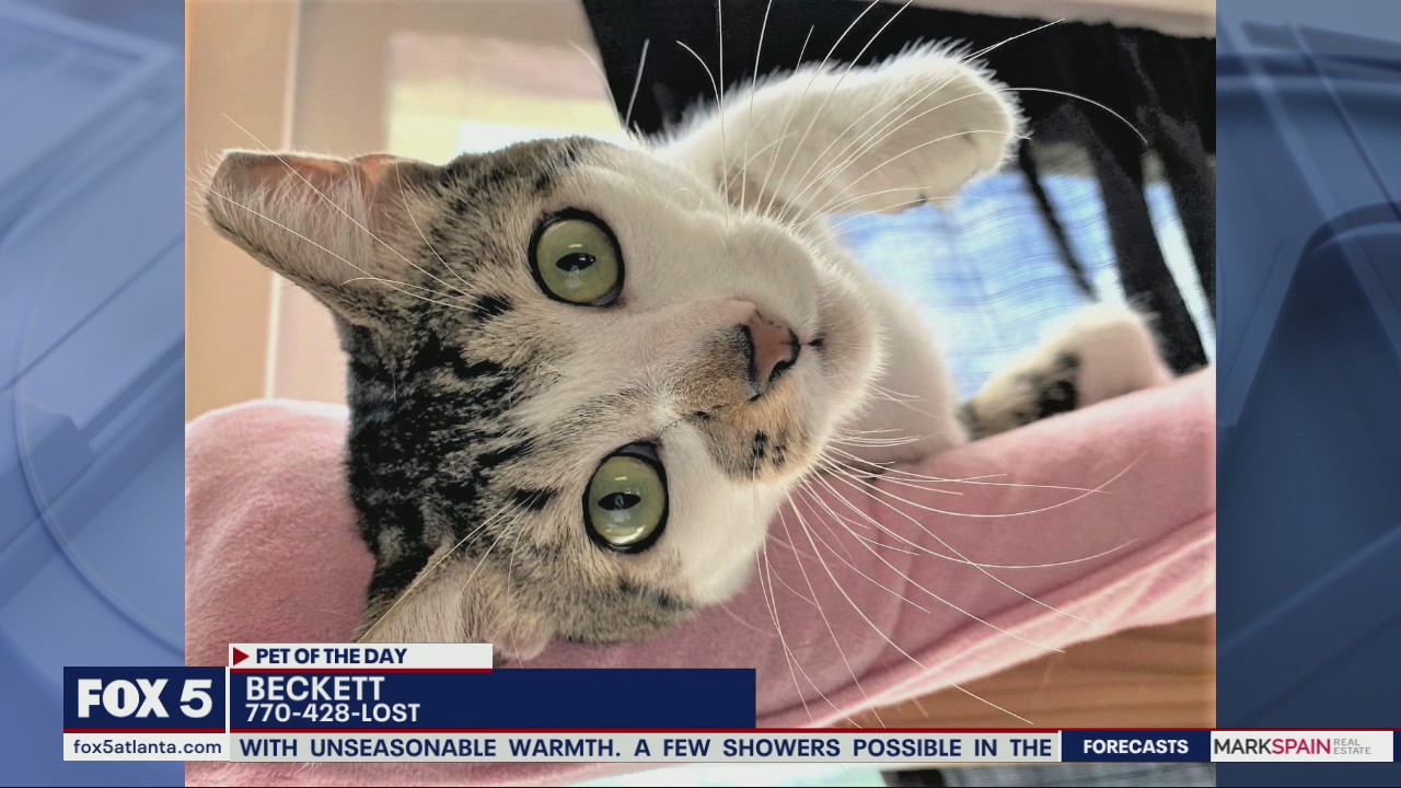 Pet of the Day from the Humane Society of Cobb County