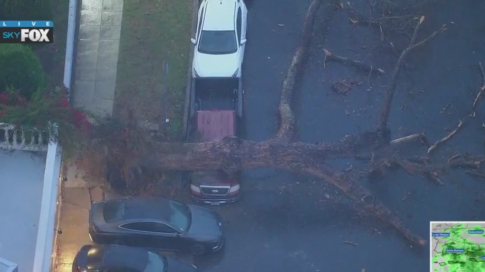 Tree falls in Westlake District | FOX 11 Los Angeles