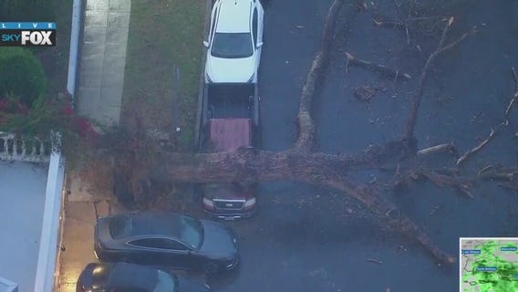 Tree falls in Westlake District
