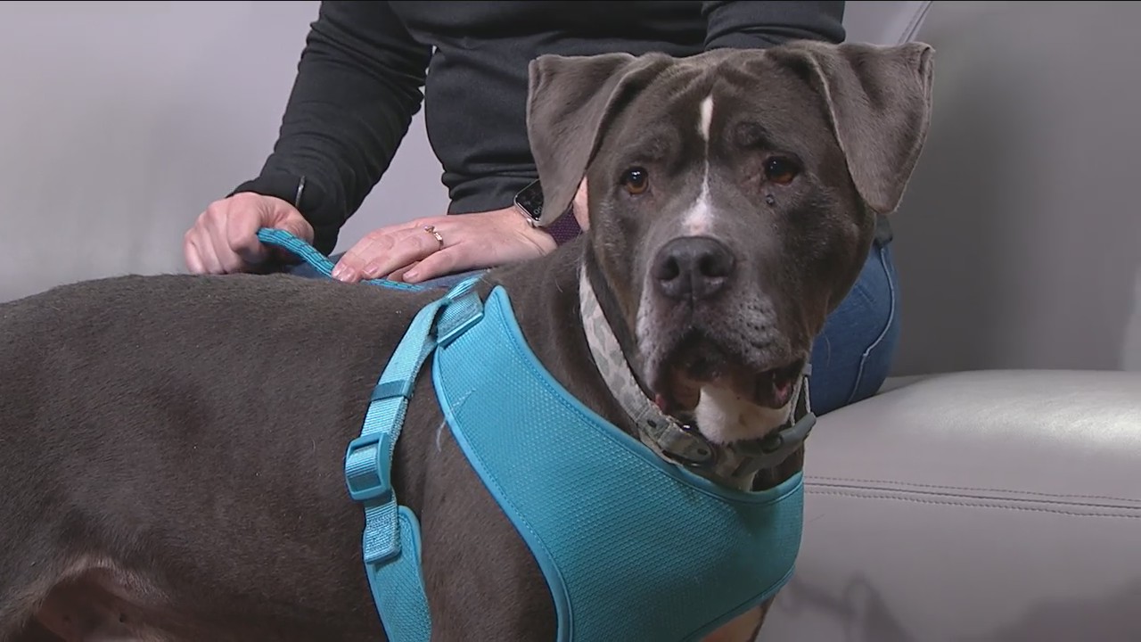 Meet Waldo - Michigan Humane?s longest-serving resident