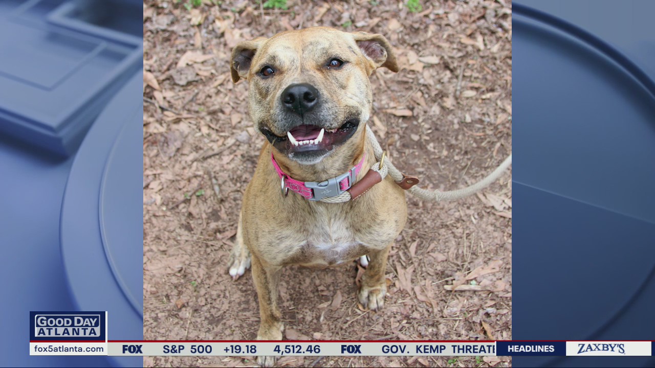 Pet of the Day from the Atlanta Humane Society