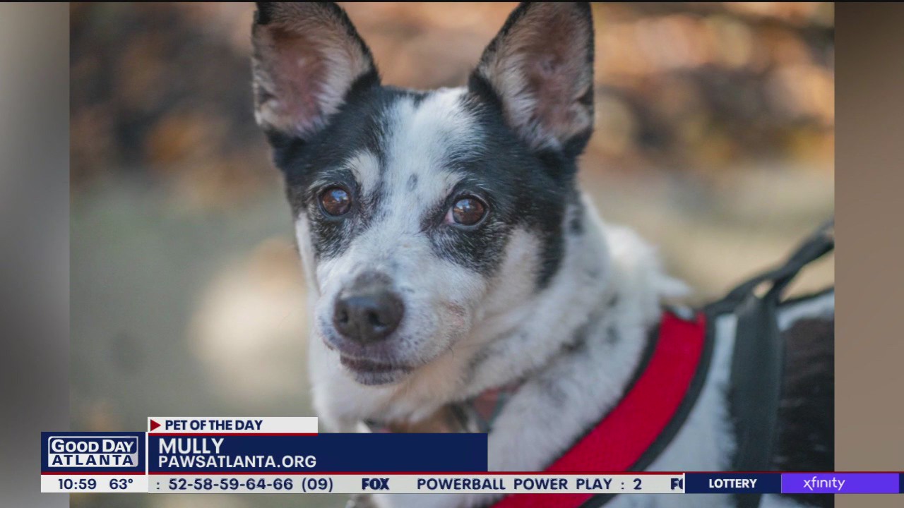 Pet of the Day from Paws Atlanta