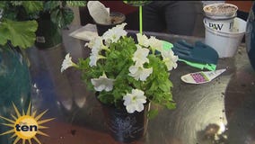 Party games, glowing flowers and more | The Ten